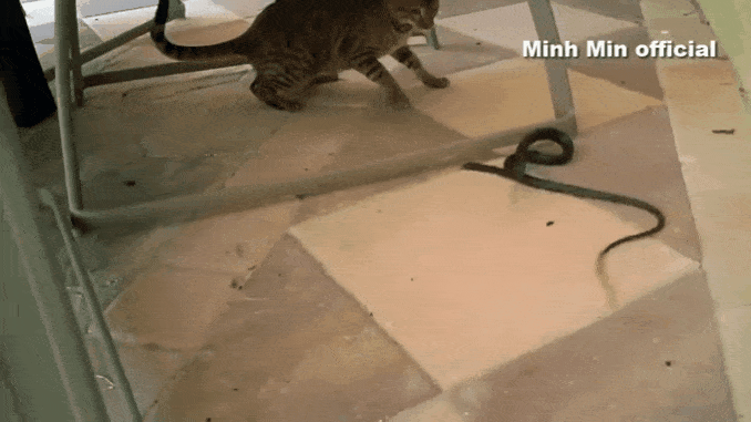 猫蛇大战--猫:小样,还想跟爷比速度